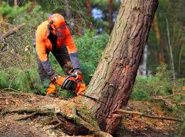 Best Tree Trimming and Pruning  in Bensenvle, IL